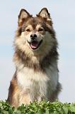 CHIEN FINNOIS DE LAPONIE 658
